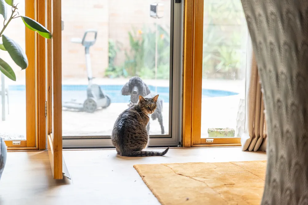 The Differences Between Indoor and Outdoor Cats